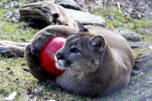 Animal Enrichment Day @ Grandfather Mountain