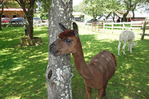 Apple Hill Alpaca Farm Banner Elk NC
