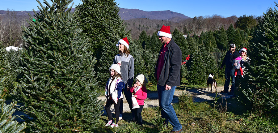 Choose and cut Christmas Trees Banner Elk NC