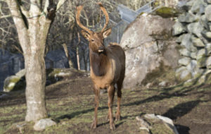 Elk at Grandfather Mountain