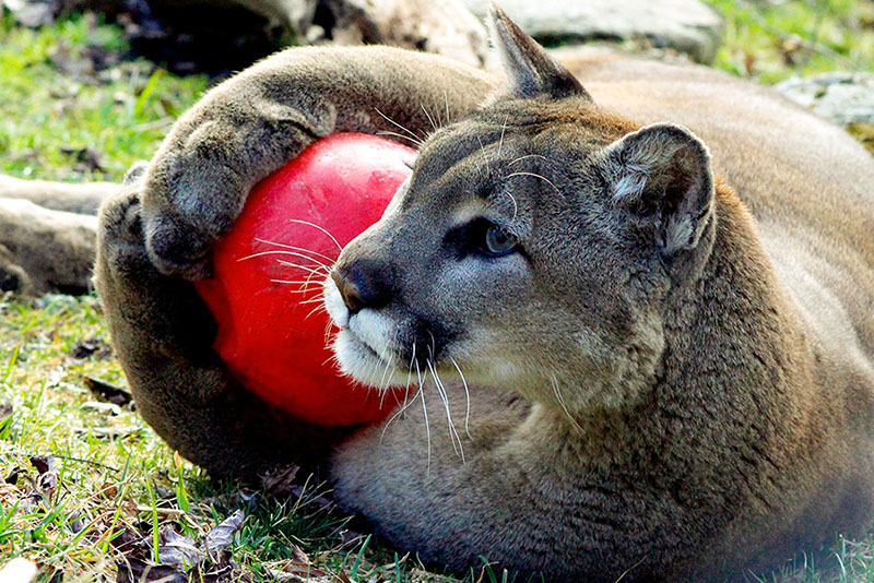 Grandfather Mountain's resident cougar plays with a new toy during animal enrichment day at the park.
