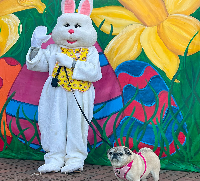 Photos with the Easter Bunny in Banner Elk, NC