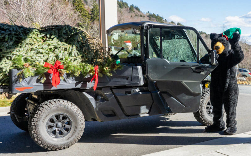 Millie the Bear welcomes the holiday tree at Grandfather Mountain nature park