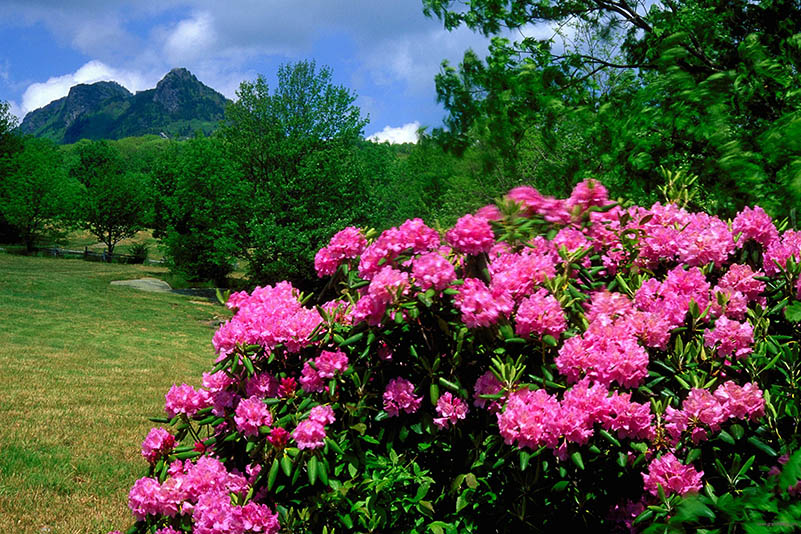 Rhododendron blooms at Grandfather Mountain in North Carolina