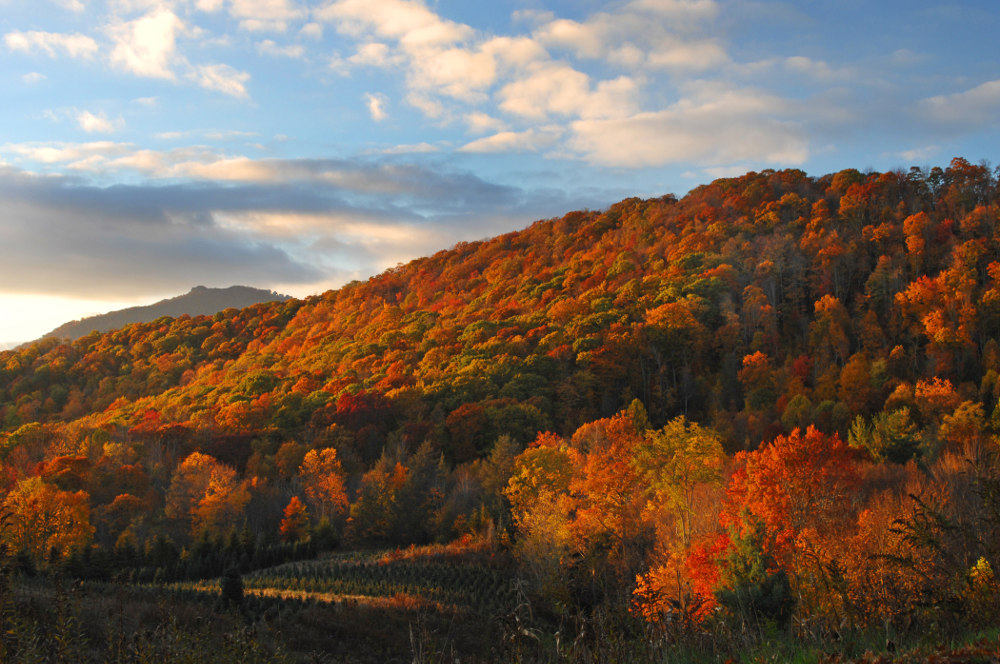 Late day light enhances the fall color and a christmas tree farm in the rural North Carolina mountains.