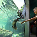 Grandfather Mountain animal habitat otters