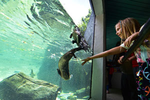 Grandfather Mountain animal habitat otters