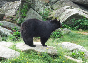 Grandfather Mountain bears