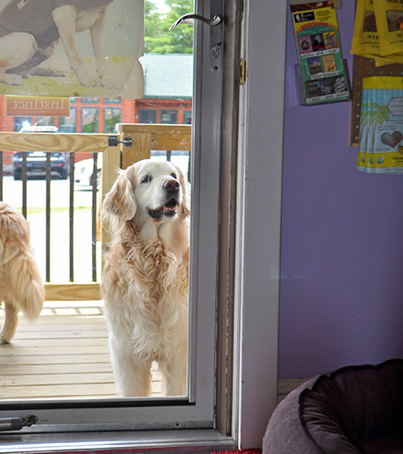 Fun pet store in Banner Elk North Carolina
