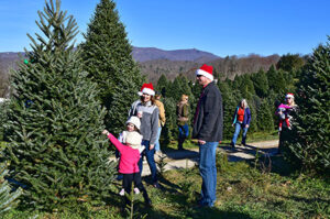 Choose and cut Christmas Trees Banner Elk 