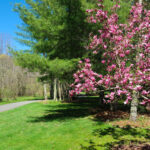 Tulip trees and dogwoods provide color each spring at Tate-Evans Park.