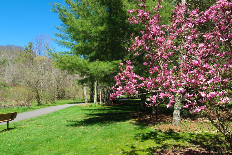 Tulip trees and dogwoods provide color each spring at Tate-Evans Park.