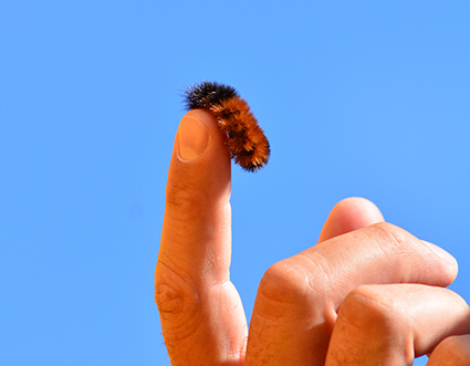 Banner Elk’s World Famous Woolly Worm Festival
