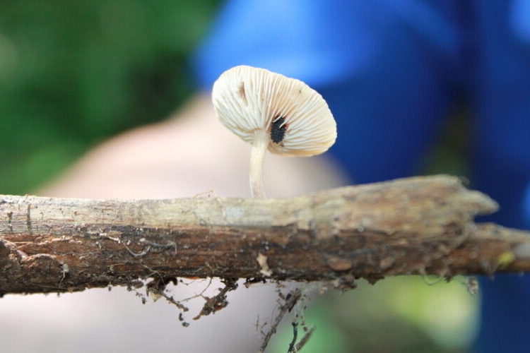 white mushroom on a log