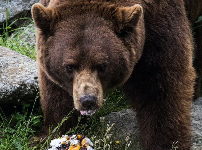 Animal Birthday Party