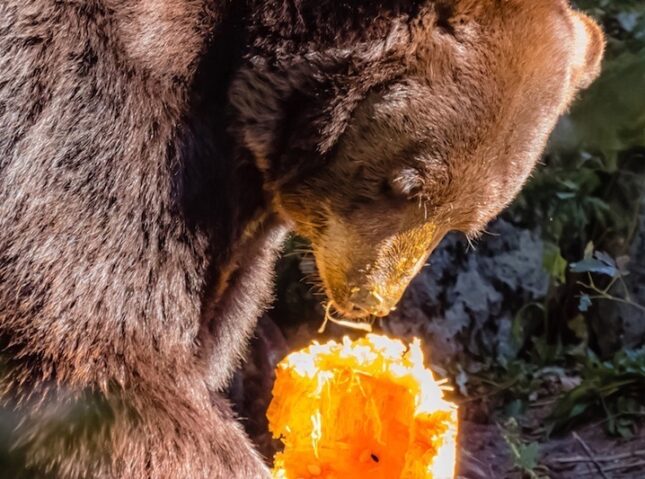Beary Scary Halloween
