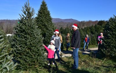 Banner Elk Choose & Cut Christmas Tree Packages